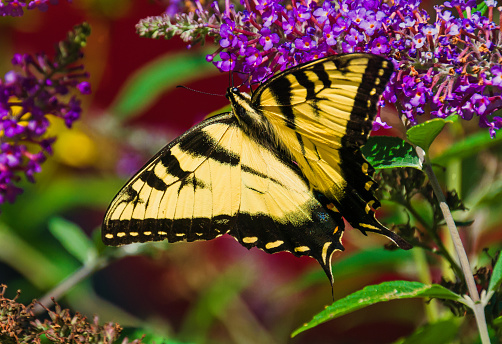 A closeup of a beautiful Eastern Tiger Swallowtail butterfly as it feeds in a Cape Cod garden.