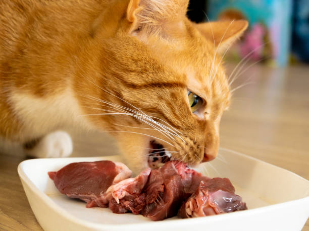istock Ginger cat eating raw meat in the kitchen. 1955896471