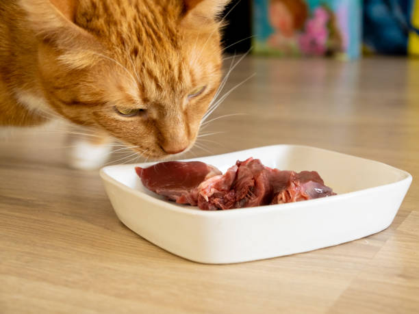 台所で生肉を食べる生姜猫。