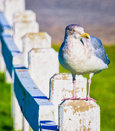 A Herring Gull perches on a fence along the Cape Cod Canal on a warm October afternoon.