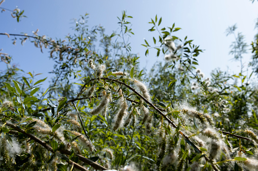 light white fluff from willow in spring, willow during flowering with a lot of white fluff with black seeds