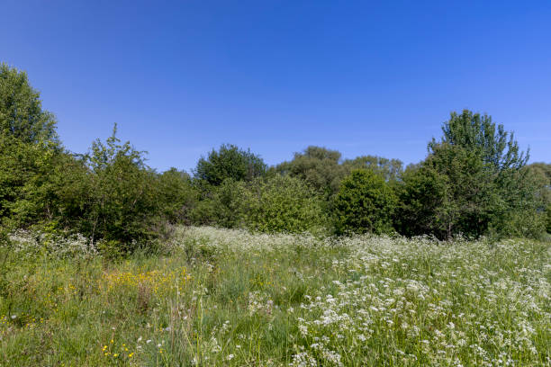 green foliage on trees in the spring season