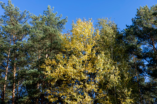Autumn forest with trees during leaf fall, leaf fall in the autumn season