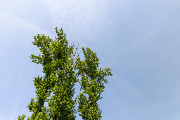 tall lime trees in the summer against the blue sky, beautiful green lime trees in warm sunny weather