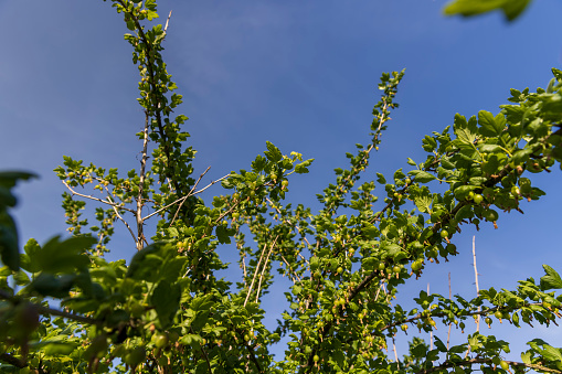 green berries on gooseberry bushes against a blue sky background, green foliage and unripe gooseberry fruits