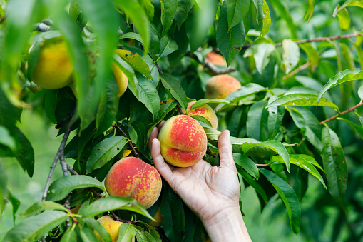 Peach fruits on a tree with foliage. Sweet tasty fruit. Fresh harvest. Summer agriculture. Closeup photo