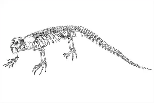 Vector illustration of Komodo dragon lizard skeleton and skull. Anguimorphs with big teeth. Water monitors, gila monster or slow worms. Reptile head and body bones.  Asian water monitor or Varanus. Vector.