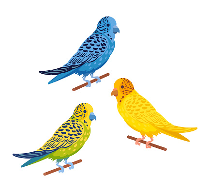 Cartoon budgies. Decorative domestic budgies, cute colorful budgie birds flat vector illustration set. Domestic birds on white background