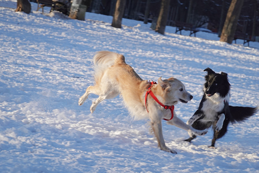 Two dogs play on the snow in the park.