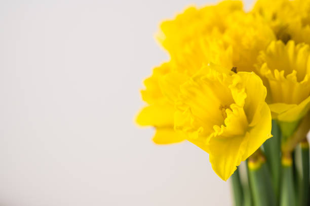 Spring greetings banner with yellow flowers on white background