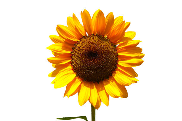 istock Blooming sunflower on white background. 1956000674