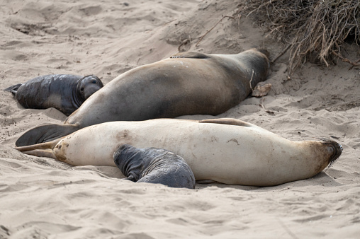 If your sightseeing along the coastline of the Pacifica and have time to visit San Simeon be sure to take the time to visit the beach where if your times right you have the opportunity to enjoy many seals resting on the beach.