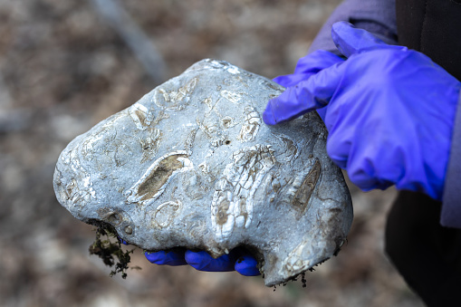 Geologist Hands Showing an Example of Fossils Entrapped in Stone found in a Canyon in Wilderness