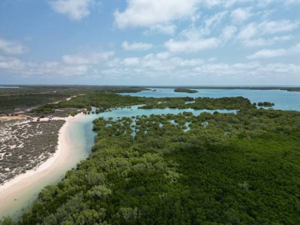 istock Mangroves of Western Australia 1956047330
