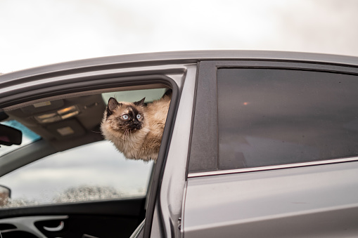Cat in Car Ready For Adventure Door Open Vehicle Seat Looking Out Door