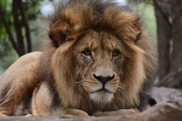 istock Male lion 1956070981