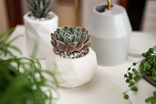 Potted Echeveria succulent house plant in white ceramic pot and other succulent plants on a table indoors.