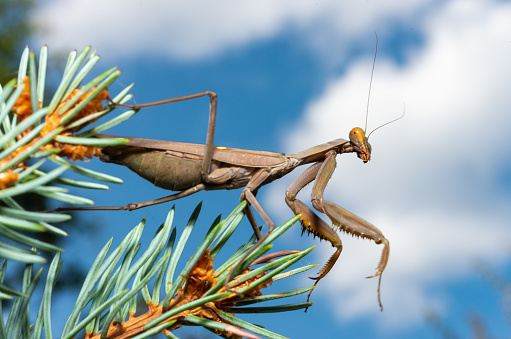 Hierodula patellifera, common name giant Asian mantis, Asian mantis, Indochina mantis or Harabiro Mantis,