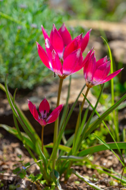istock Bright red miniature blooming tulips with narrow leaves 1956109382