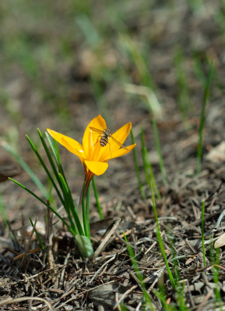 Diptera insect fly Episyrphus balteatus (marmalade hoverfly) sitting on a yellow crocus