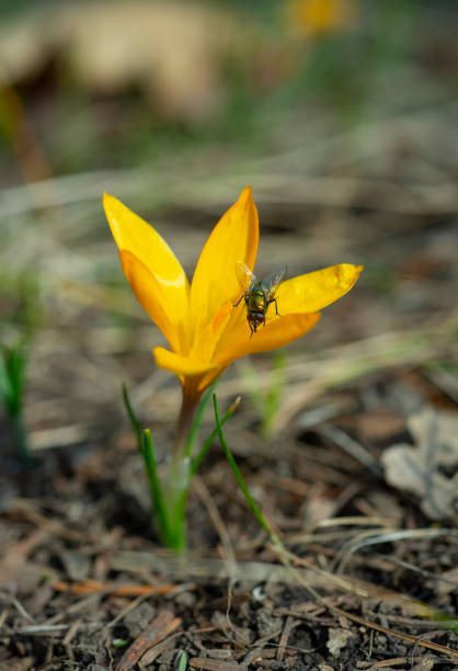 Two-winged insect green blowfly, sits on a yellow crocus