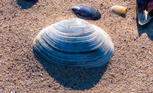 shells of the clam mya arenaria on the shore. tiligul liman, odessa region - моллюск песчаная мия стоковые фото и изображения