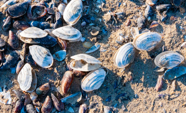 shells of the clam mya arenaria on the shore. tiligul liman, odessa region - моллюск песчаная мия стоковые фото и изображения