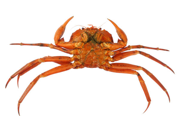 istock raw Atlantic red crab isolated on white background 1956112210