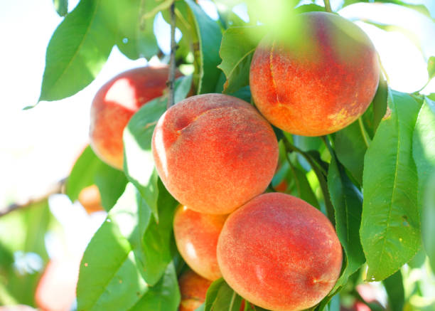 istock close up on fresh peaches on the branch 1956115602