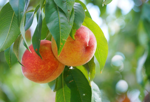 istock close up on fresh peaches on the branch 1956116217