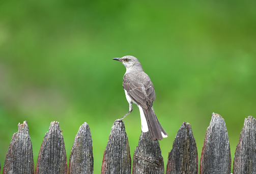 mocking bird standing on wood fence with green meadow background