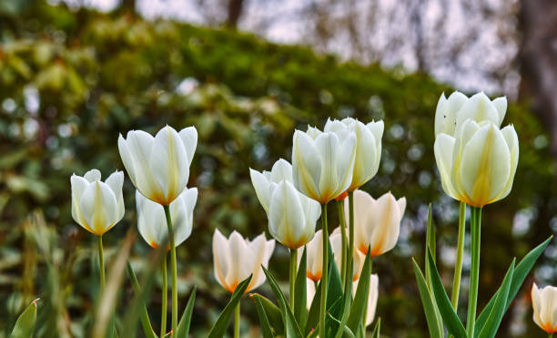 White tulips in my garden