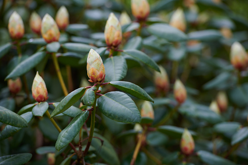 A series of photos of rhododendron in garden