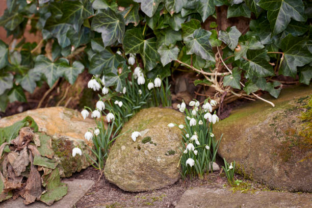 A series of photos of rhododendron in garden