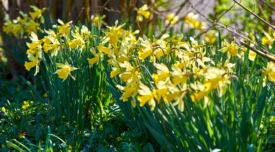 Blooming Flowers of yellow Narcissus. Blooming Daffodil in Natural Environment.