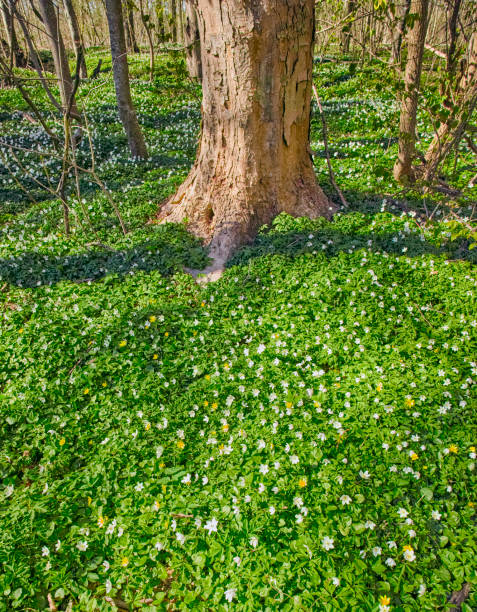 Anemone in spring forest Blooming anemone flowers in the spring forestBlooming anemone flowers in the spring forest wildwood windflower stock pictures, royalty-free photos & images