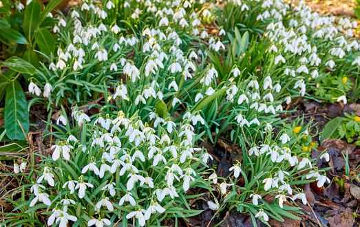 White flowers of three-cornered leek, Allium triquetrum, plant of the onions and garlic family native to the Mediterranean basin.