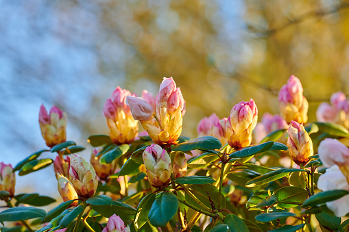 A series of photos of rhododendron in garden