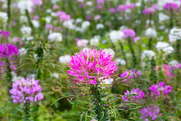 istock Cleome spinosa flower in the park 1956133887