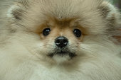 Portrait of a small Pomeranian, puppy