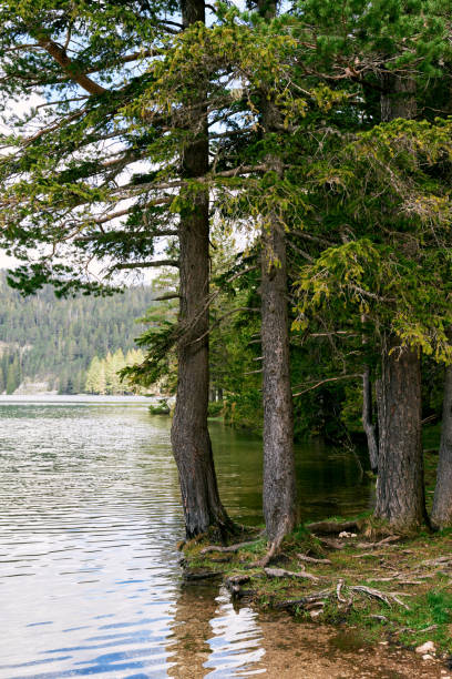Spruce forest grows on the shore of a clear lake. High quality photo