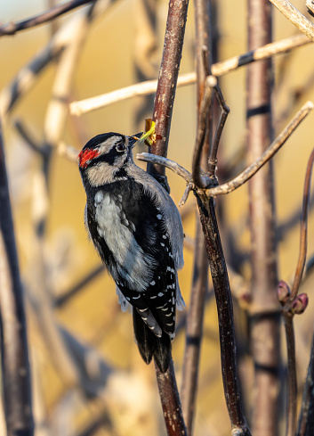A male Downy Woodpecker in a tree. Delta, British Columbia, Canada
