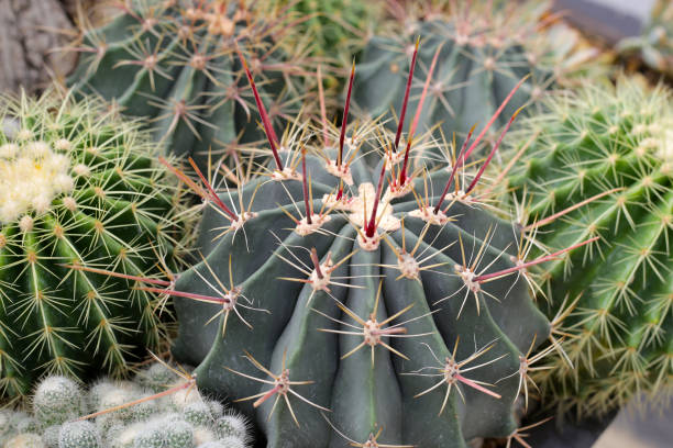 istock Beautiful cactus plant in a pot 1956177444