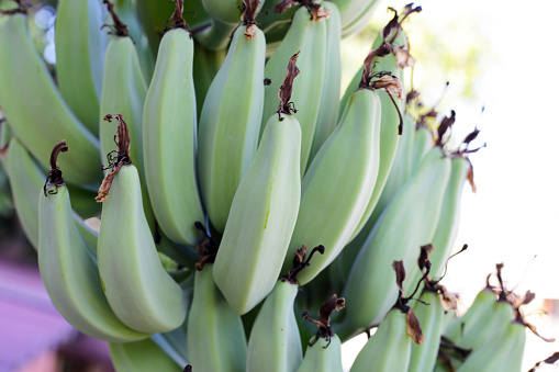 Banana fruits. A cluster of bananas