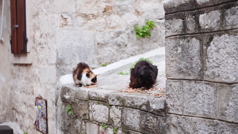 curious cats gather on an old stone ledge, amidst a historic urban setting