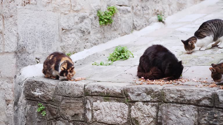 curious cats gather on an old stone ledge, amidst a historic urban setting