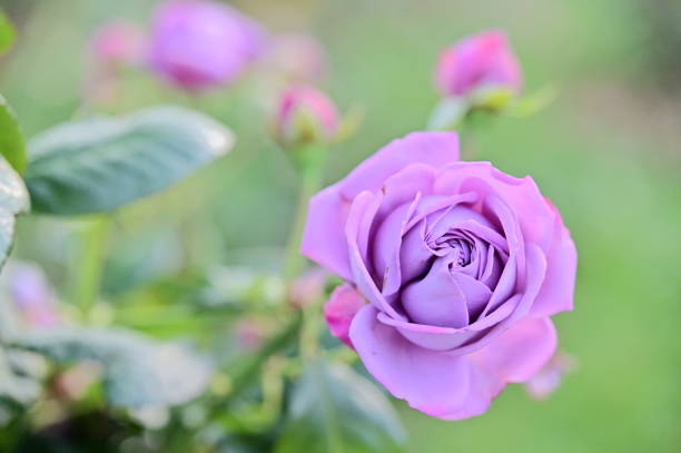 Close up pink rose.