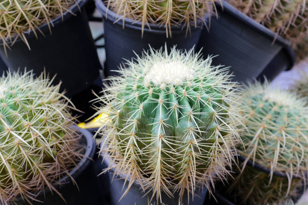 istock Golden ball cactus or echinocactus grusonii 1956198643