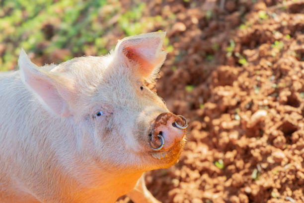 A close-up view captures the gentle gaze of a pink pig enjoying the warm sunlight, with a backdrop of rich, textured earth adding depth to the pastoral scene
