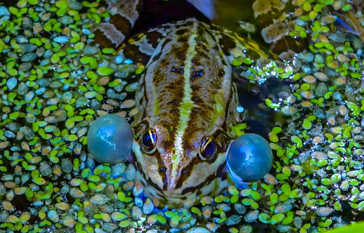 Pelophylax ridibundus - a frog sings, inflating air sacs in a lake among aquatic vegetation, Ukraine